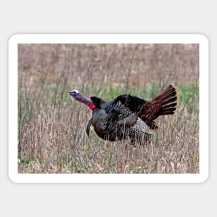 Wild Turkey Sticker